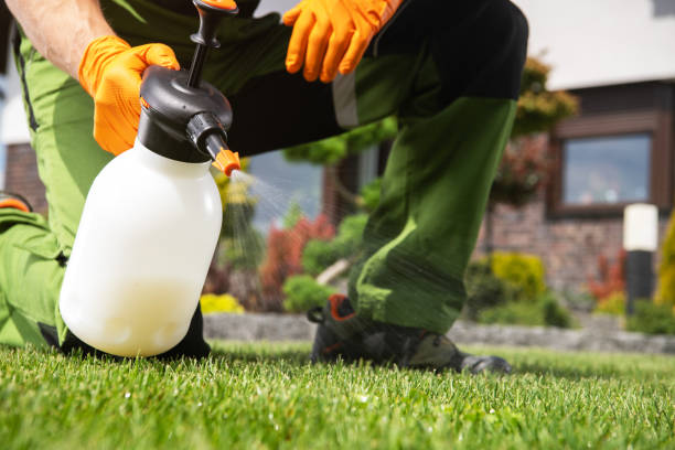 Best Local Pest Control Services  in Pine Manor, FL