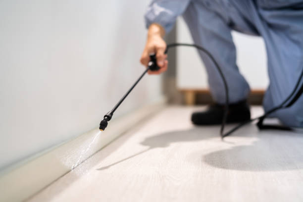 Best Wasp Removal Services  in Pine Manor, FL