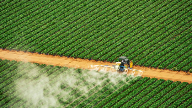 Best Termite Control Services  in Pine Manor, FL