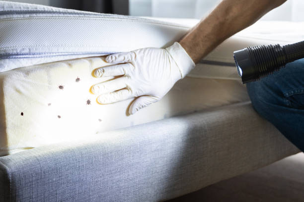 Flea Control Services in Pine Manor, FL