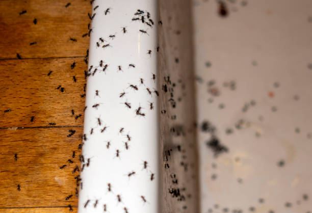 Best Pest Control Near Me  in Pine Manor, FL