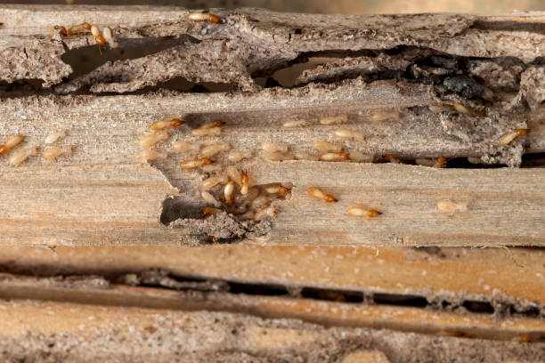 Best Affordable Pest Control Services  in Pine Manor, FL