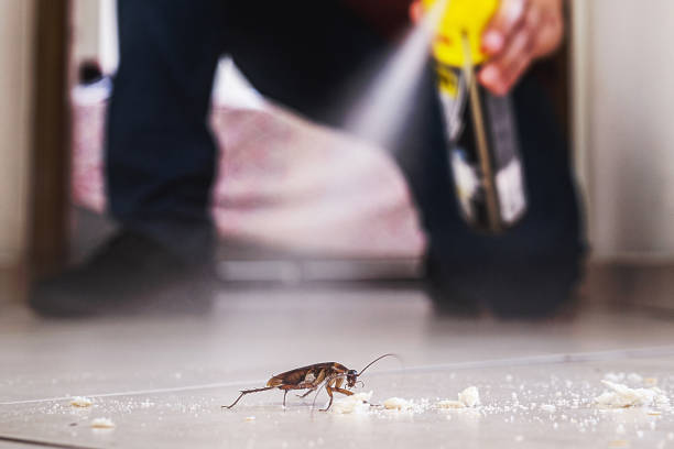 Best Bed Bug Extermination  in Pine Manor, FL
